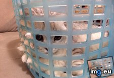 Tags: cats, incarceration, voluntary (Pict. in My r/CATS favs)
