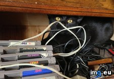Tags: all, cats, for, sudden, was, wire (Pict. in My r/CATS favs)