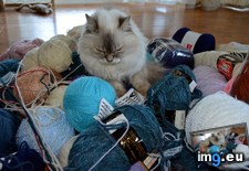 Tags: cats, declared, old, organizing, queen, soma, stash, yarn, year (Pict. in My r/CATS favs)
