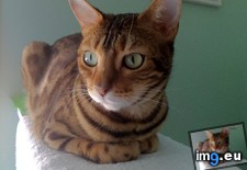 Tags: cat, cats, day, for, national, told, was (Pict. in My r/CATS favs)