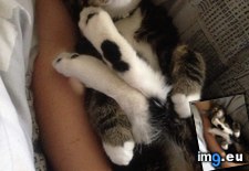Tags: adopted, adorably, cats, drunk, hugging, kitten, legs, limited, stood (Pict. in My r/CATS favs)