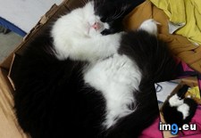 Tags: boxes, cats, house, joy, left, packing, sybil, unattended (Pict. in My r/CATS favs)