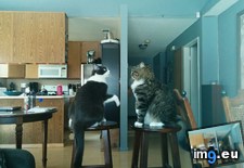Tags: american, cats, gladiators, stools (Pict. in My r/CATS favs)