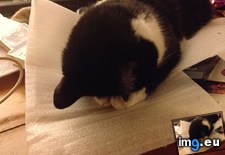 Tags: cats, facepaws, refer (Pict. in My r/CATS favs)