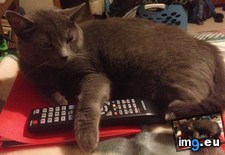 Tags: cats, watch (Pict. in My r/CATS favs)
