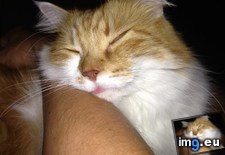 Tags: cats, for, guess, late, work (Pict. in My r/CATS favs)