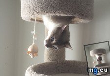 Tags: cats, gun, portal (Pict. in My r/CATS favs)