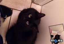 Tags: cats, guy, poop, restaurant, small, toilet (Pict. in My r/CATS favs)
