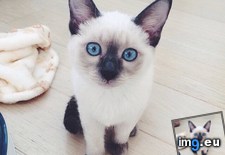 Tags: cats (Pict. in My r/CATS favs)