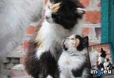 Tags: cats, kid (Pict. in My r/CATS favs)