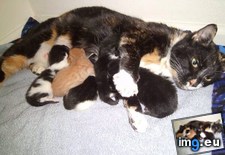 Tags: cats, life (Pict. in My r/CATS favs)