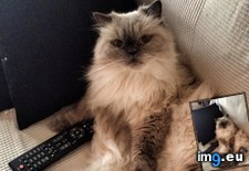 Tags: cats, tonight, watch (Pict. in My r/CATS favs)
