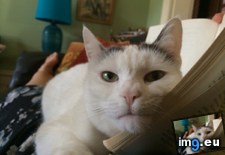 Tags: cats, reading, whatcha (Pict. in My r/CATS favs)