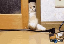 Tags: cats, door, doubt, lick (GIF in My r/CATS favs)