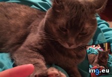 Tags: attention, cats, friend, hand, paw, pay, puts, squeezes (Pict. in My r/CATS favs)
