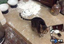 Tags: bengals, cabinets, cats, hate, how, knew, learned, love, notice, tupperware, why (Pict. in My r/CATS favs)