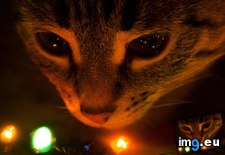 Tags: cat, cats, caught, christmas, lights, wife (Pict. in My r/CATS favs)