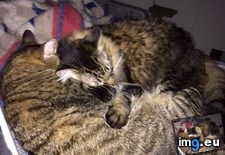 Tags: cats, night, sleeping, spot, town, week, wife (Pict. in My r/CATS favs)