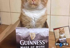 Tags: cats, free, get, guinness, purchase, you (Pict. in My r/CATS favs)