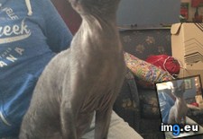 Tags: adopted, cats, local, shelter, sphynx, yoda (Pict. in My r/CATS favs)