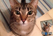 Tags: cats, food (Pict. in My r/CATS favs)