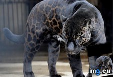 Tags: cats (Pict. in My r/CATS favs)
