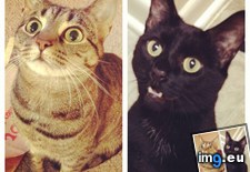 Tags: cat, cats, day, isn, national, you (Pict. in My r/CATS favs)