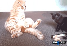 Tags: cats (GIF in My r/CATS favs)