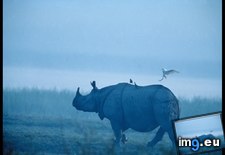 Tags: cattle, egret, rhino (Pict. in National Geographic Photo Of The Day 2001-2009)