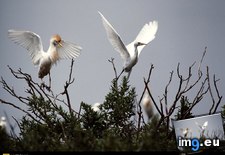 Tags: cattle, egrets (Pict. in National Geographic Photo Of The Day 2001-2009)