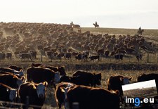 Tags: cattle, roundup (Pict. in National Geographic Photo Of The Day 2001-2009)