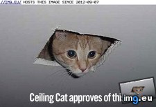 Tags: approves, cat, ceiling, meme (Pict. in LOLCats, LOLDogs and cute animals)