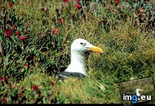 Tags: channel, gull, islands (Pict. in National Geographic Photo Of The Day 2001-2009)