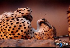 Tags: catnap, cheetah (Pict. in National Geographic Photo Of The Day 2001-2009)