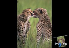 Tags: cheetah, lick (Pict. in National Geographic Photo Of The Day 2001-2009)