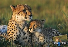 Tags: cheetah, cub, mom (Pict. in National Geographic Photo Of The Day 2001-2009)