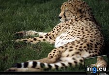 Tags: cheetah, nap (Pict. in National Geographic Photo Of The Day 2001-2009)