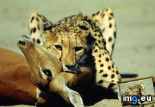 Tags: cheetah, stranglehold (Pict. in National Geographic Photo Of The Day 2001-2009)