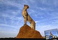 Tags: cheetah, survey (Pict. in National Geographic Photo Of The Day 2001-2009)