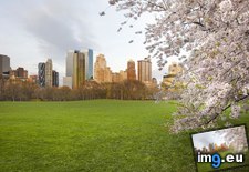 Tags: blossoms, central, cherry, meadow, new, park, sheep, york (Pict. in Beautiful photos and wallpapers)
