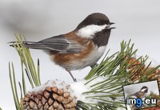 Tags: backed, chestnut, chickadee, montana (Pict. in Beautiful photos and wallpapers)