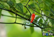 Tags: chili, pepper (Pict. in 1920x1200 wallpapers HD)