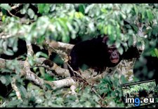 Tags: chimp (Pict. in National Geographic Photo Of The Day 2001-2009)
