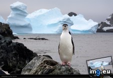 Tags: chinstrap, nicklen, penguin (Pict. in National Geographic Photo Of The Day 2001-2009)