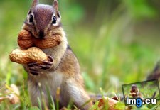 Tags: 1366x768, chipmunk, nuts, wallpaper (Pict. in Food and Drinks Wallpapers 1366x768)