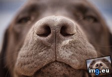 Tags: chocolate, labrador (Pict. in Beautiful photos and wallpapers)