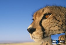 Tags: africa, cheetah, kenya (Pict. in Beautiful photos and wallpapers)