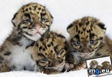Tags: born, clouded, cubs, leopard, march, nashville, tennessee, zoo (Pict. in Beautiful photos and wallpapers)