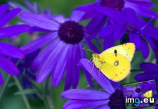 Tags: clouded, colias, purple, resting, senetti, yellow (Pict. in Beautiful photos and wallpapers)