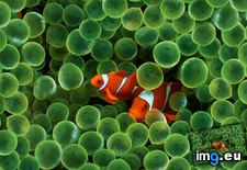 Tags: clown, fishes (Pict. in 1920x1200 wallpapers HD)
